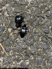 Nebria brevicollis