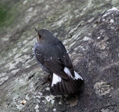 Phoenicurus fuliginosus