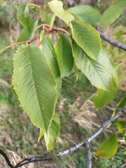 Prunus avium