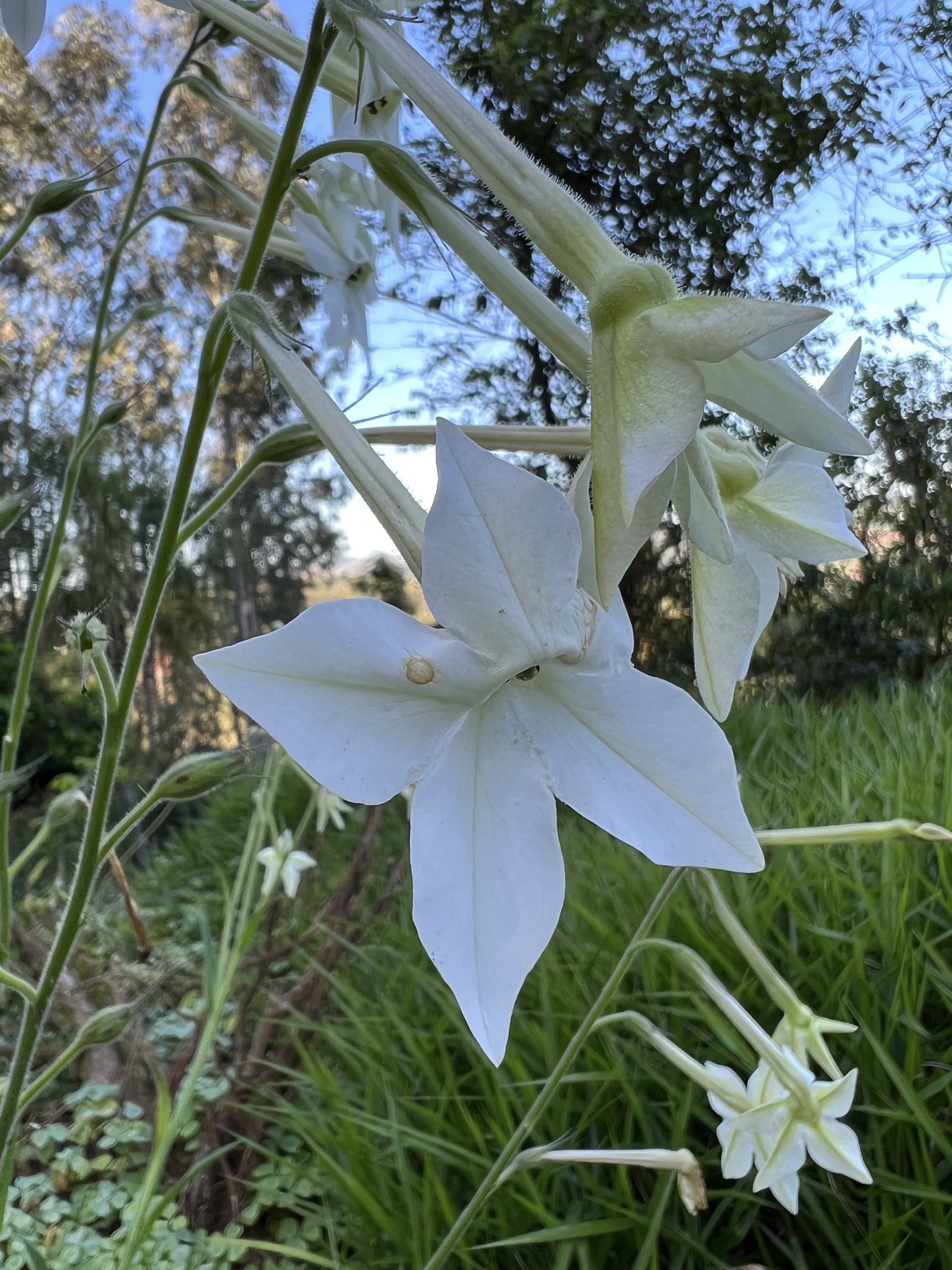 Nicotiana alata