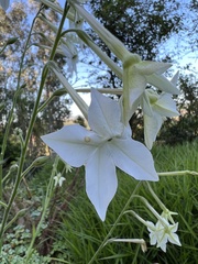 Nicotiana alata