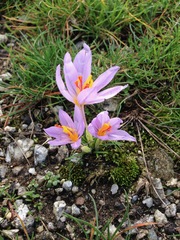 Crocus longiflorus