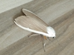 Creatonotos transiens