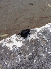 Timarcha pimelioides