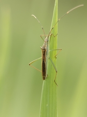 Leptocorisa acuta