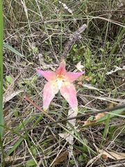 Caladenia × spectabilis