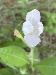 Ruellia metziae