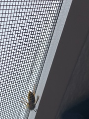 Vespula germanica