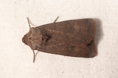 Agrotis trux