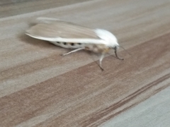 Creatonotos transiens