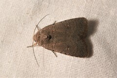 Caradrina flavirena