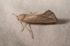 Compsoptera opacaria