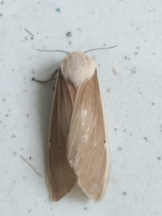 Creatonotos transiens