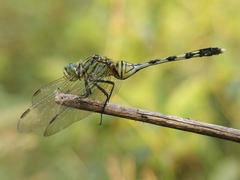 Orthetrum serapia