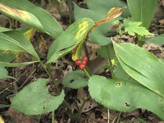 Convallaria pseudomajalis