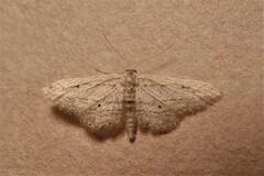 Idaea calunetaria