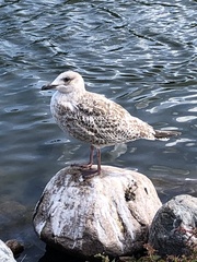 Larus