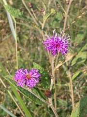 Vernonia missurica