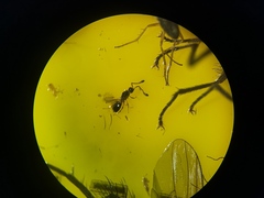 Diapriinae
