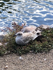 Larus