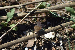 Papilionoidea