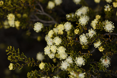 Phebalium tuberculosum