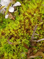 Tortella