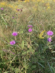 Vernonia missurica