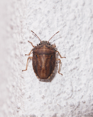 Storthecoris nigriceps