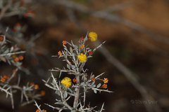 Acacia erinacea