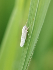 Cofana