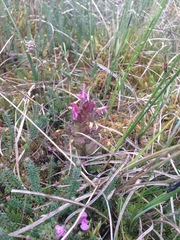 Pedicularis sylvatica