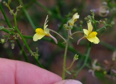 Nemesia ligulata