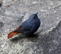 Phoenicurus fuliginosus