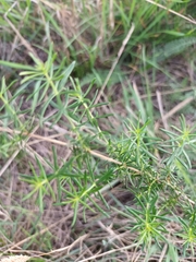 Galium verum