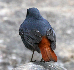 Phoenicurus fuliginosus