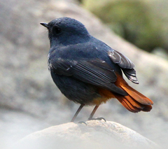 Phoenicurus fuliginosus