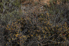 Acacia erinacea