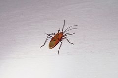 Dysdercus fuscomaculatus