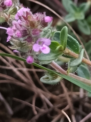 Thymus pulegioides