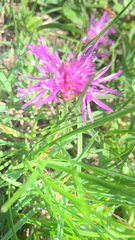 Centaurea jacea