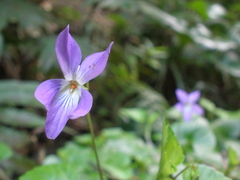 Viola grypoceras