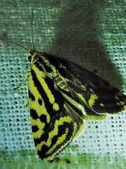 Acontia trabealis