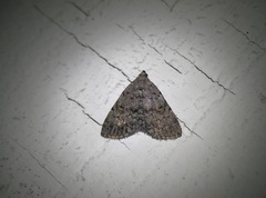 Idia diminuendis