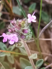 Thymus pulegioides