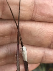 Antaeotricha albulella