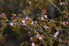 Boronia inornata