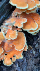 Laetiporus cincinnatus