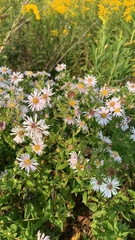 Symphyotrichum puniceum