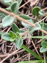 Thymus pulegioides